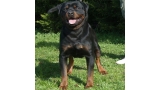 Rottweiler. Quentyn De Breogan.