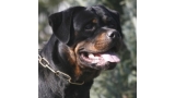 Rottweiler. Ch. Duda From Royal Breed. Rottweiler. Ch. Duda From Royal Breed.
