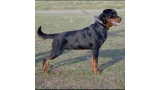 Rottweiler.  Ch. Andy Ii De Breogan. Rottweiler.  Ch. Andy Ii De Breogan.