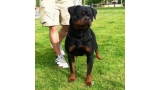 Rottweiler.  Ch. Farah Od Vadanora con 24 meses.