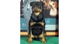 Rottweiler.  Ch. Falco Von Haus Drazic.