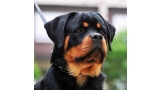 Rottweiler.  Ch. Rio Winner Civi.