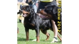 Rottweiler.  Ch. Carlo Von Hause Haase.