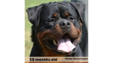 Rottweiler.  Ch. Jerry Lee Van Gorgar.