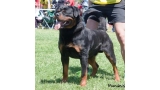 Rottweiler.  Ch. Marko De Breogan.
