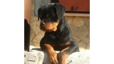 Rottweiler. Bessy De Breogan.