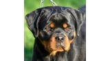 Rottweiler. Combo Dark Force.