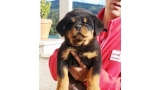 Rottweiler. Onda De Breogan.