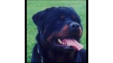 Rottweiler.  Ch. Mito De Breogan. Rottweiler.  Ch. Mito De Breogan.