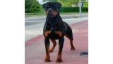 Rottweiler.  Ch. Iva Of Nicola´s Lion. Rottweiler.  Ch. Iva Of Nicola´s Lion.