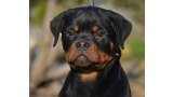 Rottweiler. King Ritter Vom Camelot.