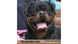 Rottweiler.  Ch. Jerry Lee Van Gorgar.