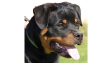 Rottweiler. Ella Zara Cro Rott. Rottweiler. Ella Zara Cro Rott.