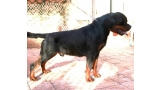 Rottweiler.  Ch. Jerry Lee Van Gorgar.