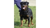 Rottweiler. Dona Of Nicola´s Lion.