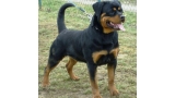 Rottweiler. Carera Of Nicola´s Lion.