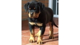 Rottweiler. Yeko De Breogan.
