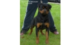 Rottweiler.  Ch. Balco De Breogan.