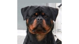 Rottweiler.  Ch. Hero Von Der Tomberger Hohe.