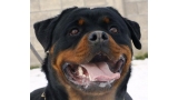 Rottweiler. Dona Of Nicola´s Lion.