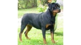 Rottweiler.  Ch. Java De Breogan. Rottweiler.  Ch. Java De Breogan.