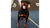 Rottweiler.  Ch. Xevia De Breogan.