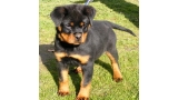 Rottweiler. Daxi De Breogan.