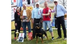 Rottweiler.  Ch. DIXI MIRACLE ROTT.