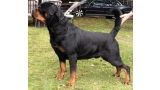 Rottweiler.  Ch. Rolf Darel.