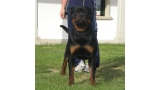 Rottweiler.  Ch. Indio De Breogan.