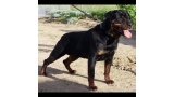 Rottweiler.  Ch. Queco De Breogan. Rottweiler.  Ch. Queco De Breogan.