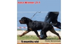 Rottweiler.  Ch. Jerry Lee Van Gorgar.