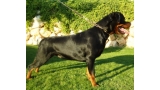 Rottweiler. Jossy de Breogan. Rottweiler. Jossy de Breogan.