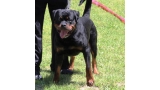 Rottweiler. Rocky Von Steintor Rott.