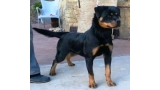 Rottweiler. Quelly De Breogan con 10 meses. Rottweiler. Quelly De Breogan con 10 meses.