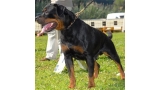 Rottweiler.  Ch. Doc De Breogan. Rottweiler.  Ch. Doc De Breogan.