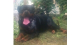 Rottweiler.  Ch. Jerry Lee Van Gorgar.