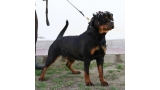 Rottweiler. Ella Zara Cro Rott.