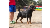 Rottweiler. GERO KING OF THE EAST.