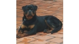 Rottweiler. Ross De Breogan. Rottweiler. Ross De Breogan.