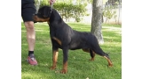 Rottweiler. Lua De Breogan con 8 meses.