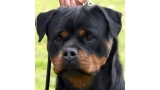 Rottweiler.  Ch. Beely Zara Cro Rott. Rottweiler.  Ch. Beely Zara Cro Rott.