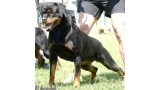 Rottweiler.  Ch. Aurah De Breogan.