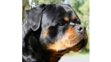 Rottweiler.  Ch. Rolf Darel.