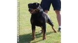 Rottweiler.  Ch. Carlo Von Hause Haase. Rottweiler.  Ch. Carlo Von Hause Haase.