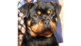Rottweiler. Delta De Breogan.
