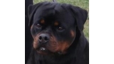 Rottweiler.  Ch. Fanta Of Nicola´s Lion.