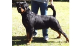 Rottweiler.  Ch. Rolf Darel.