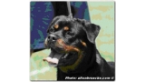 Rottweiler.  Ch. Shana Vom Hause Edelstein. Rottweiler.  Ch. Shana Vom Hause Edelstein.