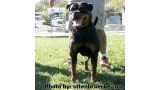 Rottweiler.  Ch. Beely Zara Cro Rott. Rottweiler.  Ch. Beely Zara Cro Rott.